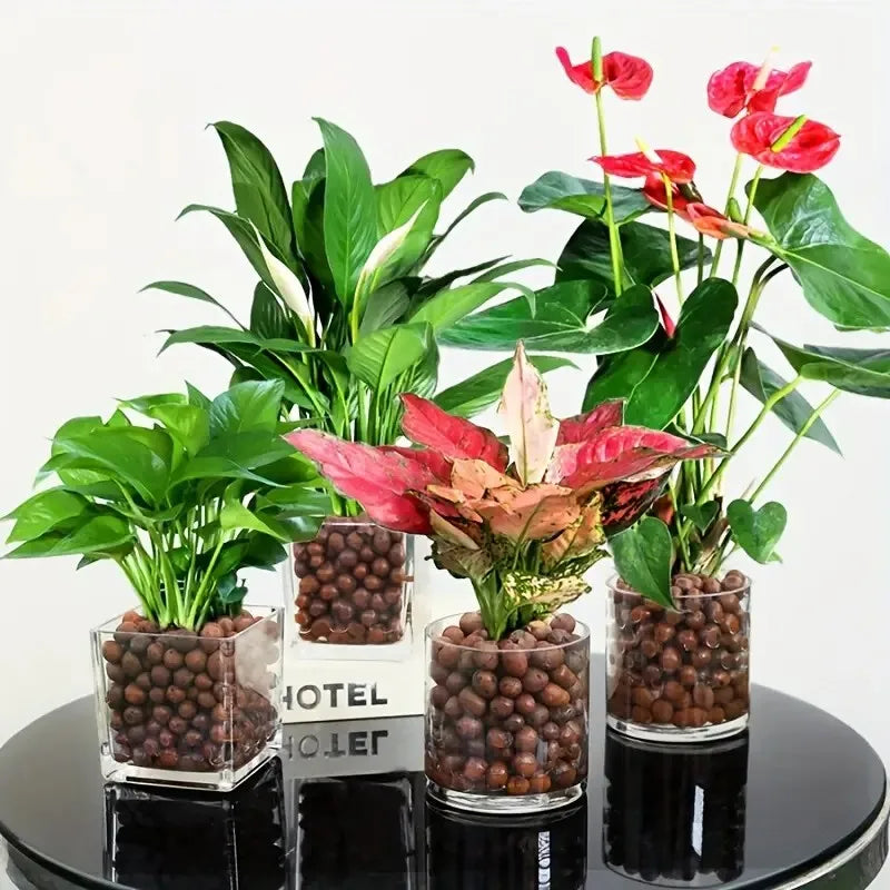 Pelotas de Argila Hidropônicas para Decoração e Jardinagem