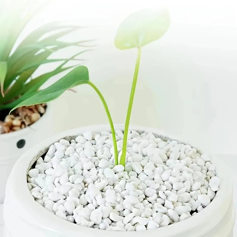 Perlita Decorativa para Plantas e Ambientes