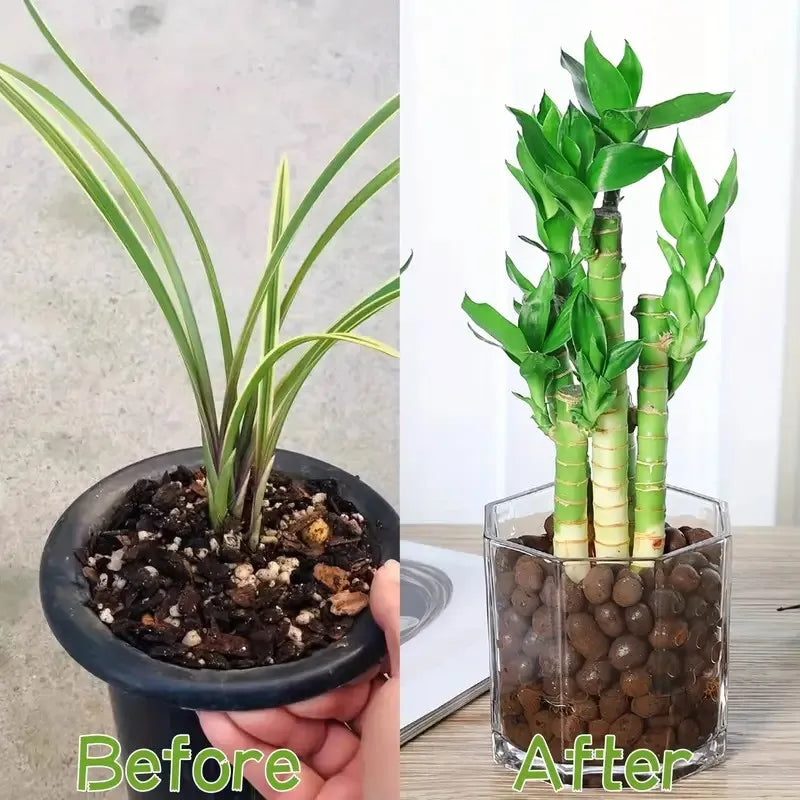 Pelotas de Argila Hidropônicas para Decoração e Jardinagem