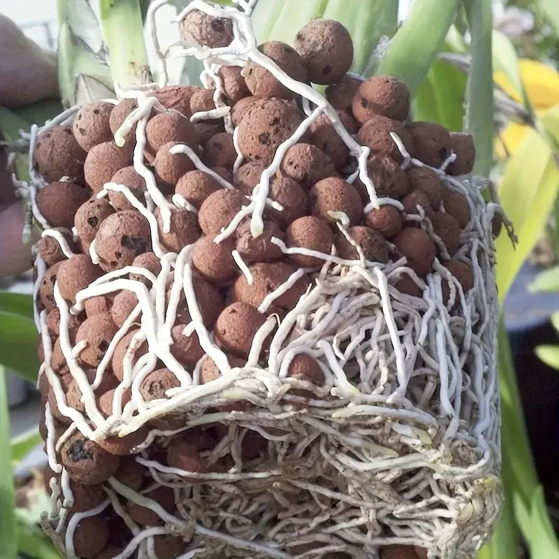 Pelotas de Argila Hidropônicas para Decoração e Jardinagem