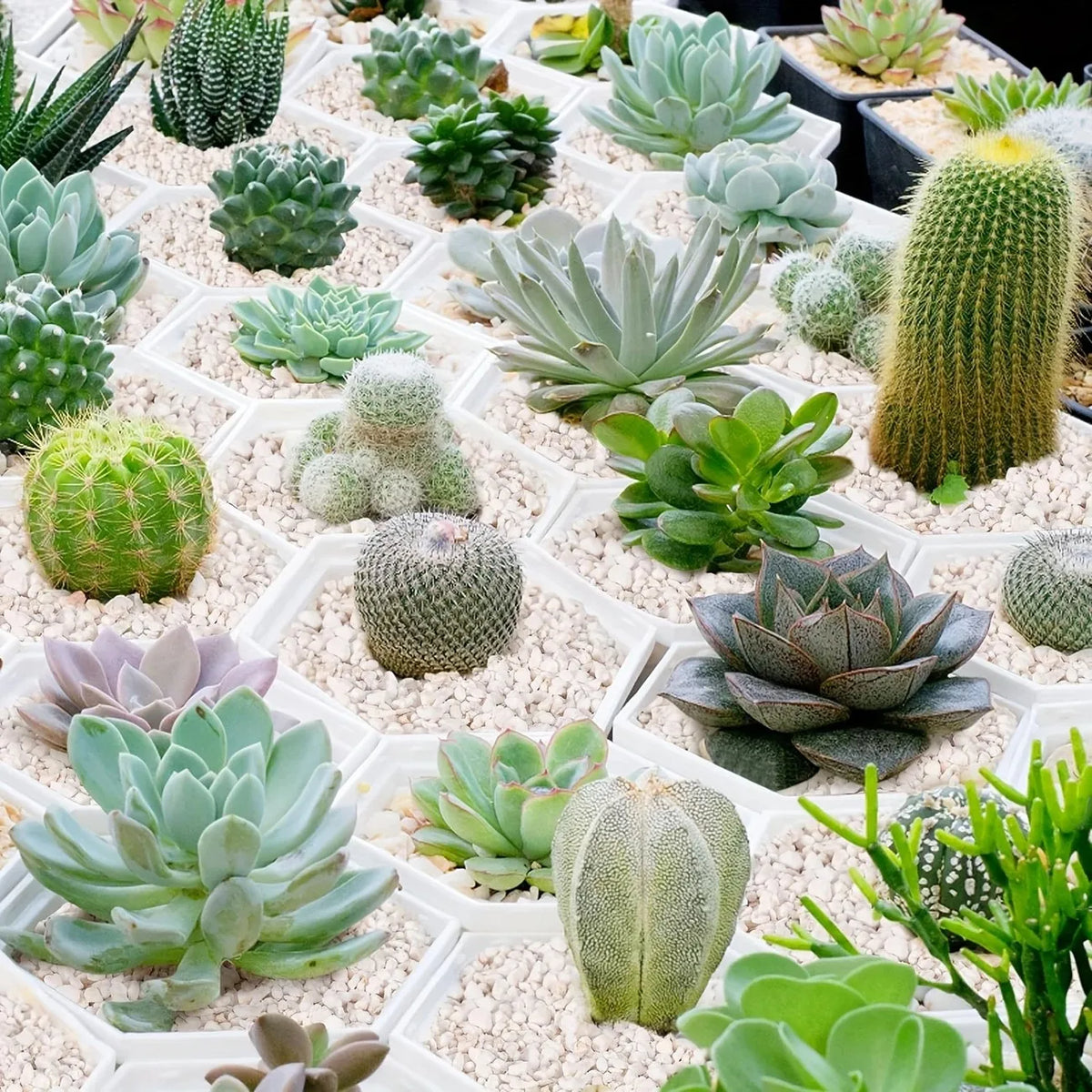 Perlita Decorativa para Plantas e Ambientes