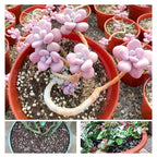 Perlita Decorativa para Plantas e Ambientes