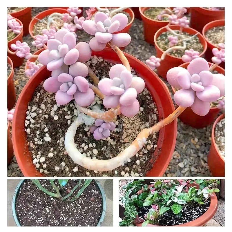 Perlita Decorativa para Plantas e Ambientes